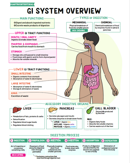 Gastrointestinal Notes - Nurses Edge®