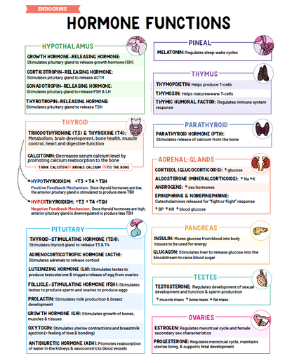 Endocrine Notes - Nurses Edge®